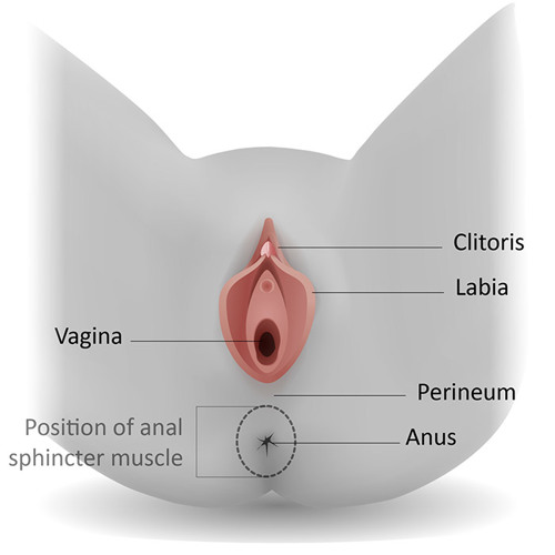 Image 1: Anatomy of the perineum without tears