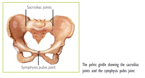 Hip and Pelvic Pain During Pregnancy