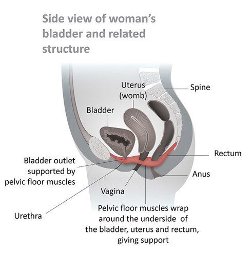 Image 3: Side view and anatomy of the pelvic floor